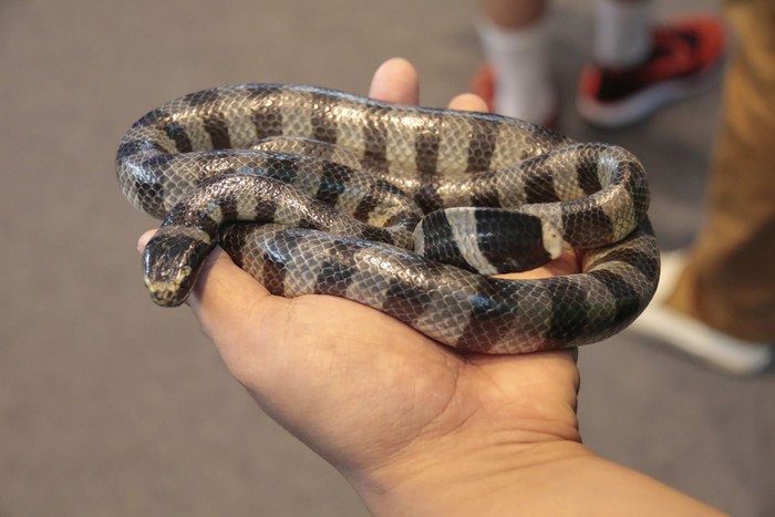 Ular Berbisa di Dunia - Blue Krait