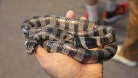 50% gigitan ular belang Blue Krait (Bungarus candidus) menyebabkan kematian. Ular berbisa ke-6 dunia ini ada di Asia Tenggara. Di Jawa namanya Ular Weling (iStock)