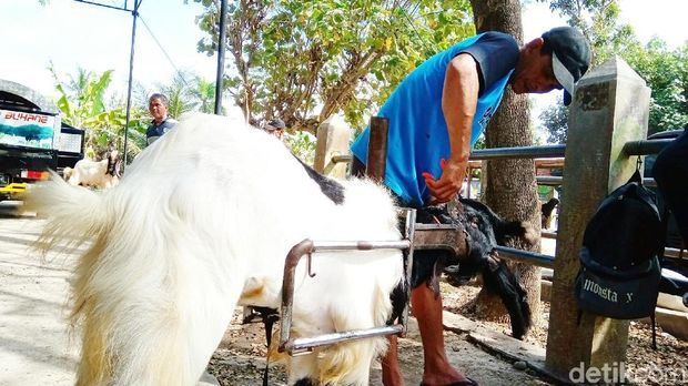 Salon kambing di Purworejo.