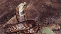 Ranking 9 ada Kobra India (Naja naja) yang banyak menimbulkan kasus kematian di India. Bisa ular Kobra India menyerang syaraf dan bikin kegagalan pernapasan. (iStock)