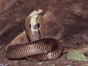 Waspada Kobra Saat Trekking! Ini Tanda-tanda Habitatnya di Hutan dan Gunung