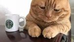 Begini Tingkah Kucing Oren yang Nyebelin Sekaligus Kocak