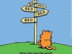 Miaw! Meme Kocak Rayakan Hari Kucing Sedunia