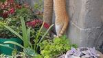 Begini Tingkah Kucing Oren yang Nyebelin Sekaligus Kocak