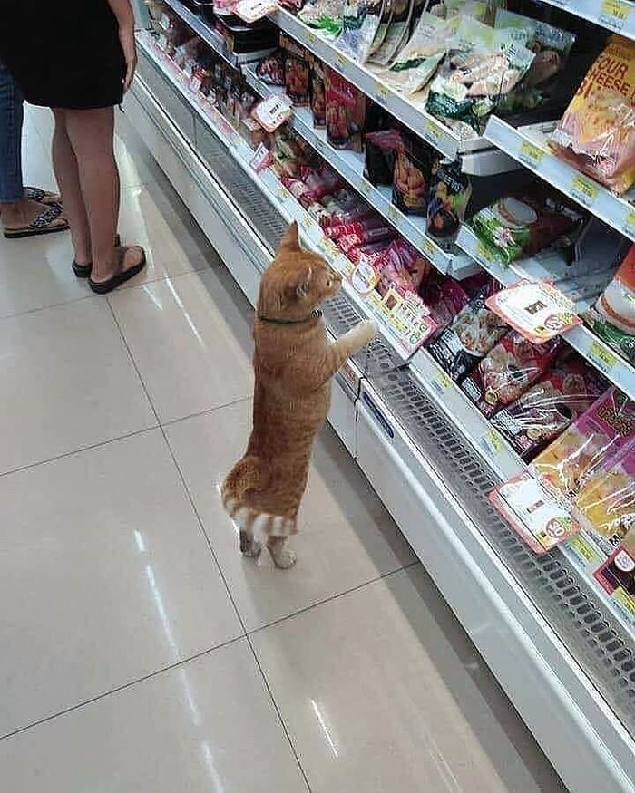 Begini Tingkah Kucing Oren yang Nyebelin Sekaligus Kocak - Foto 3