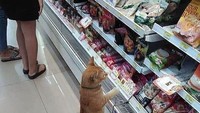 Gak mau kalah sama manusia, kucin oren ini juga ikutan belanja di pasar modern. Foto: Istimewa