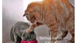 Begini Tingkah Kucing Oren yang Nyebelin Sekaligus Kocak
