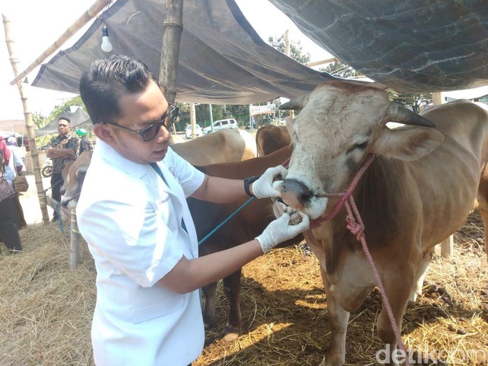 Hewan Kurban Yang Akan Dijual Di Sidoarjo Harus Punya Surat Kesehatan