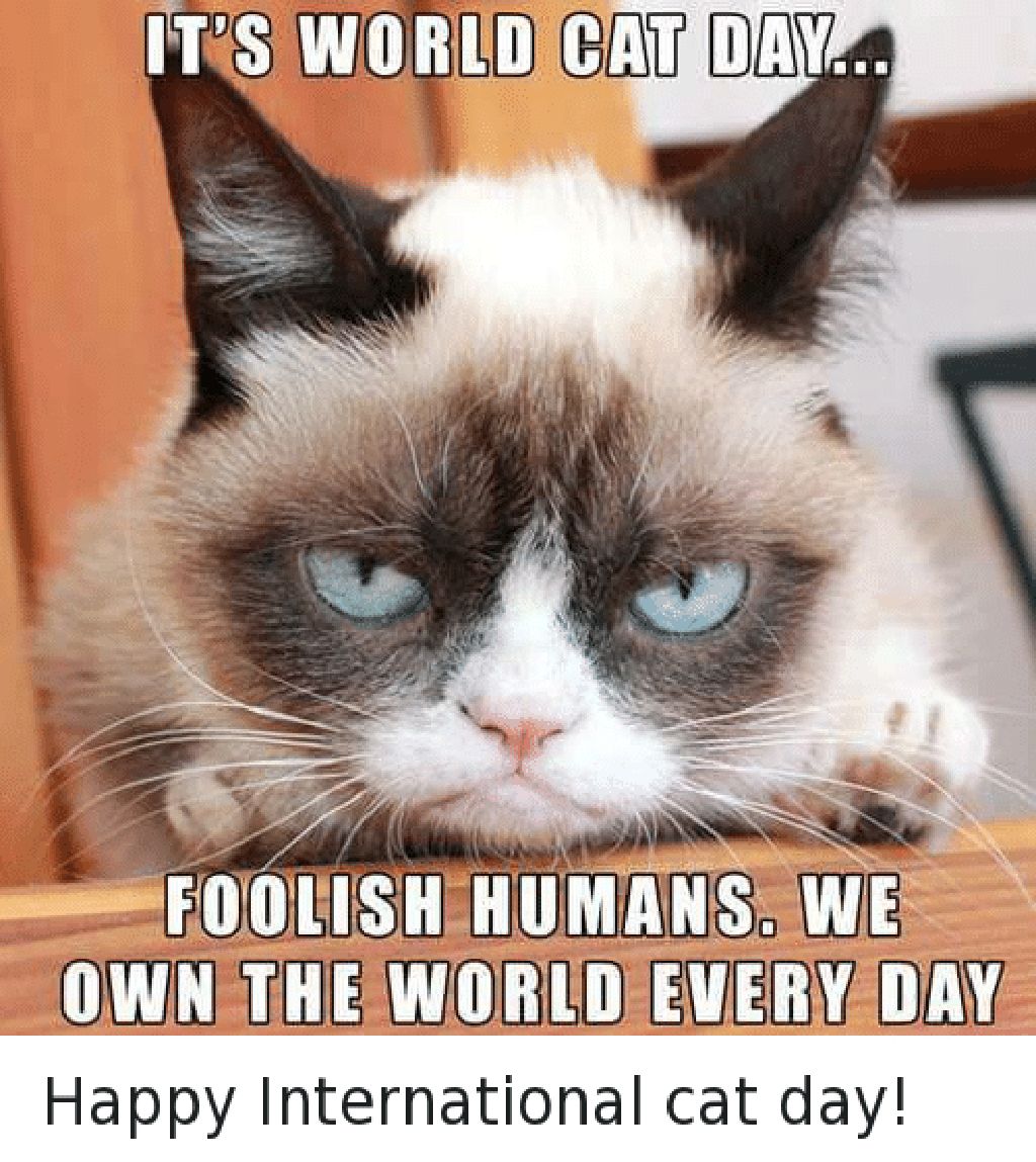 Miaw Meme Kocak Rayakan Hari Kucing Sedunia