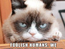 Miaw! Meme Kocak Rayakan Hari Kucing Sedunia