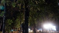 Beberapa satwa memang sudah terlihat tidur, seperti orangutan yang sudah asyik tidur menggelantung di tempat yang sudah disediakan. Namun jenis primata lainnya masih terlihat aktif di malam hari. (Uje Hartono/detikcom)