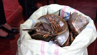 Dari 332 belangkas, 165 ekor belangkas masih hidup sedangkan 167 lainnya dinyatakan mati. Pool/KLHK Sumatera.