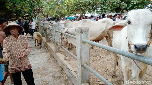 Pasar Hewan Batoh Purworejo Kebanjiran 4 Kali Lipat Pedagang Musiman