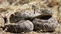 Ular derik (Crotalus sp.) terdapat di Amerika Serikat dan Meksiko.Ia menggoyangkan ekornya dan menimbulkan suara derik. Ini ular paling berbisa nomor 10 di dunia (iStock)