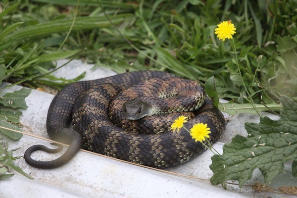 Ranking 7 ada Tiger Snake (Notechis scutatus) yang agresif saat memangsa. Ular belang ini ada di Australia (iStock) Ranking 7 ada Tiger Snake (Notechis scutatus) yang agresif saat memangsa. Ular belang ini ada di Australia (iStock)