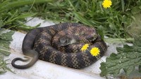 Ranking 7 ada Tiger Snake (Notechis scutatus) yang agresif saat memangsa. Ular belang ini ada di Australia (iStock)