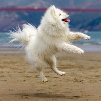 Ini Coconut Anjing Selebgram Yang Gajinya Lebih Besar Dari Rp 8 Juta