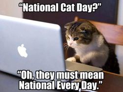 Miaw! Meme Kocak Rayakan Hari Kucing Sedunia