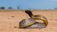 Di posisi kedua dunia ada ular Indland Taipan (Oxyuranus microlepidotus) yang ada di Australia, Papua Nugini dan selatan Papua. Bisanya bersifat neurotoksin dan lebih berbahaya dari bisa kobra (iStock)