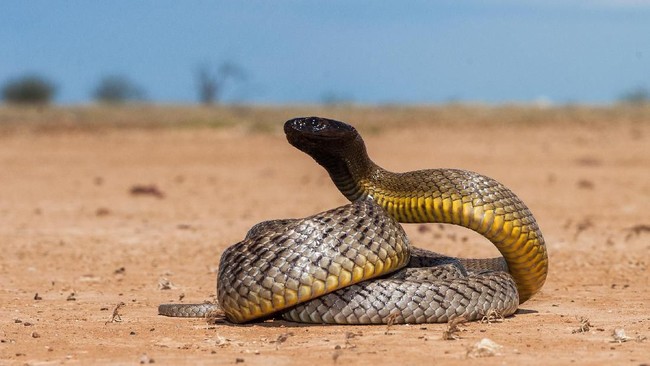 Death Adder dan 9 Ular Paling Beracun di Dunia