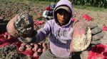 Petani Ubi Jalar di Kediri Keluhkan Serangan Hama Tikus