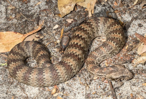 Keluarga Death Adder (Acanthophis sp.) adalah jenis ular mematikan nomor 4 dunia. Ular ini ada di Australia dan Papua, Indonesia. Anggota Brimob di Mimika menjadi korban ular ini (iStock) Keluarga Death Adder (Acanthophis sp.) adalah jenis ular mematikan nomor 4 dunia. Ular ini ada di Australia dan Papua, Indonesia. Anggota Brimob di Mimika menjadi korban ular ini (iStock)