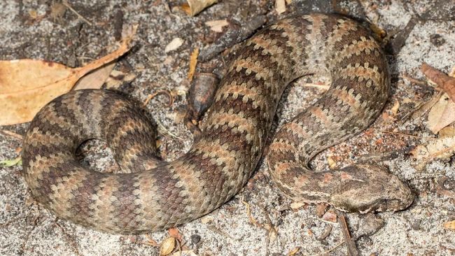 Nasosli porno fotosuratlar bilan BDSM