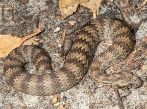 Mengenal Death Adder Papua, Si Ular Bodoh yang Sangat Mematikan