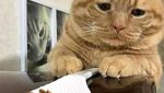 Begini Tingkah Kucing Oren yang Nyebelin Sekaligus Kocak