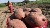 Padahal para petani sudah menggunakan berbagai merk pestisida.