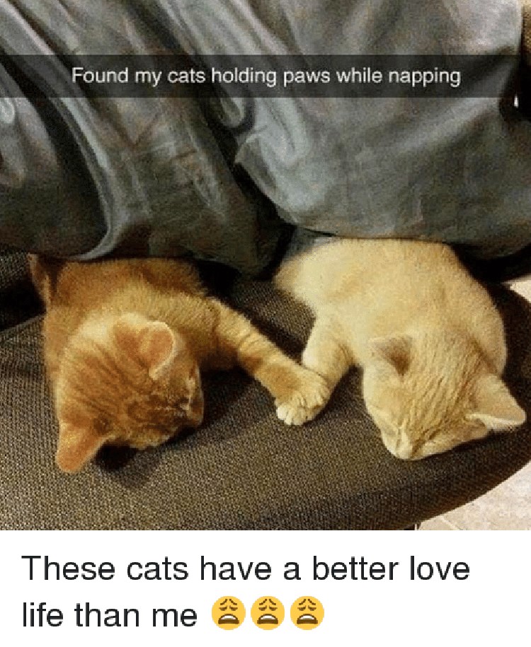Miaw Meme Kocak Rayakan Hari Kucing Sedunia Foto 10