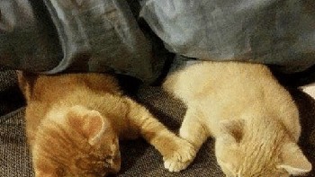 Selamat hari kucing sedunia! (Foto: me.me)