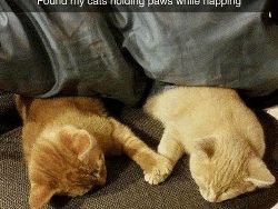 Miaw! Meme Kocak Rayakan Hari Kucing Sedunia