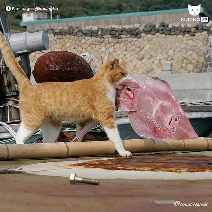 Begini Tingkah Kucing Oren yang Nyebelin Sekaligus Kocak