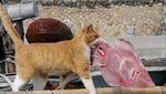 Begini Tingkah Kucing Oren yang Nyebelin Sekaligus Kocak