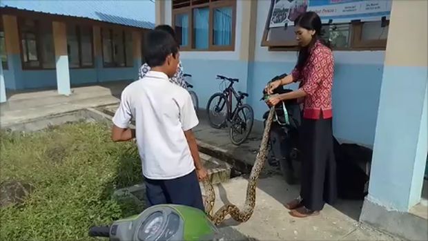 Pengakuan Bu Guru 'Setrong' di Sulbar yang Taklukkan Piton Seorang Diri