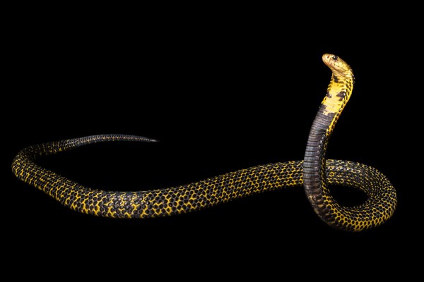 Ular Kobra Filipina (Naja philippinensis) memiliki bisa yang bisa membunuh manusia dalam setengah jam. Inilah ular paling berbisa ketiga di dunia (iStock) Ular Kobra Filipina (Naja philippinensis) memiliki bisa yang bisa membunuh manusia dalam setengah jam. Inilah ular paling berbisa ketiga di dunia (iStock)