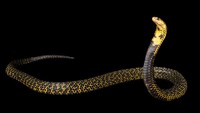 Ular Kobra Filipina (Naja philippinensis) memiliki bisa yang bisa membunuh manusia dalam setengah jam. Inilah ular paling berbisa ketiga di dunia (iStock)