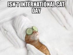 Miaw! Meme Kocak Rayakan Hari Kucing Sedunia