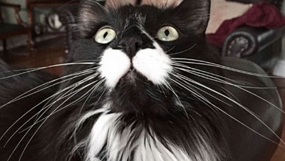 Miaw! Meme Kocak Rayakan Hari Kucing Sedunia