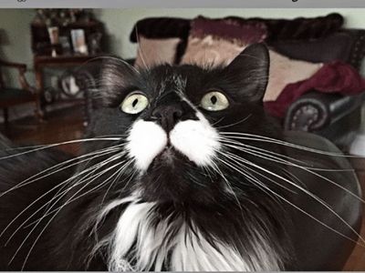 Miaw! Meme Kocak Rayakan Hari Kucing Sedunia