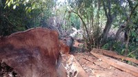 Baru-baru ini, Tim gabungan TNI-Polri dan pemerintah menemukan 100 kubik kayu ilegal hasil pembalakan liar di Gunung Tambora. Di balik temuan ini, ada kisah ekspedisi Air Terjun Rempa Peo yang dilakukan pemuda setempat. (dok. Istimewa)