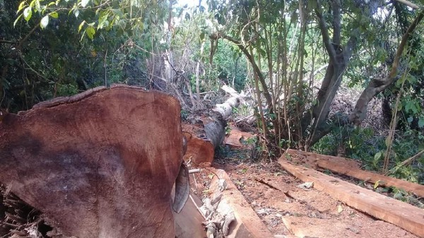 Foto: Ekspedisi Air Terjun Berakhir Temukan 100 Kubik Kayu Ilegal