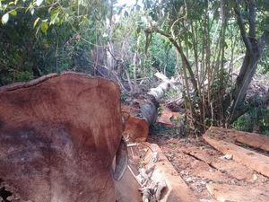 Ekspedisi Air Terjun di Balik Temuan 100 Kubik Kayu Ilegal di Tambora