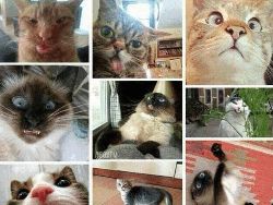 Miaw! Meme Kocak Rayakan Hari Kucing Sedunia