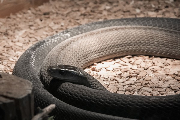 Ular Black Mamba (Dendroaspis polylepis) adalah ular berbisa nomor 8 dunia dan terkenal dari Afrika Selatan. Manusia yang dipatuk ular ini bisa lumpuh hingga meninggal (iStock) Ular Black Mamba (Dendroaspis polylepis) adalah ular berbisa nomor 8 dunia dan terkenal dari Afrika Selatan. Manusia yang dipatuk ular ini bisa lumpuh hingga meninggal (iStock)