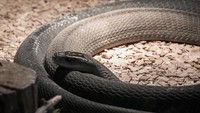 Ular Black Mamba (Dendroaspis polylepis) adalah ular berbisa nomor 8 dunia dan terkenal dari Afrika Selatan. Manusia yang dipatuk ular ini bisa lumpuh hingga meninggal (iStock)