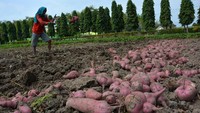 Petani mengeluhkan serangan hama tikus yang sulit dikendalikan.