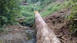 Foto: Ekspedisi Air Terjun Berakhir Temukan 100 Kubik Kayu Ilegal