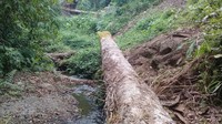 Sekelompok pemuda lokal ingin mencari Air Terjun Rempa Peo yang amat eksotis di tengah hutan, sekaligus eksplorasi jalur baru untuk pendakian Gunung Tambora. Namun di tengah jalan, pohon-pohon tumbang jadi pemandangan yang terlihat. (dok. Istimewa)